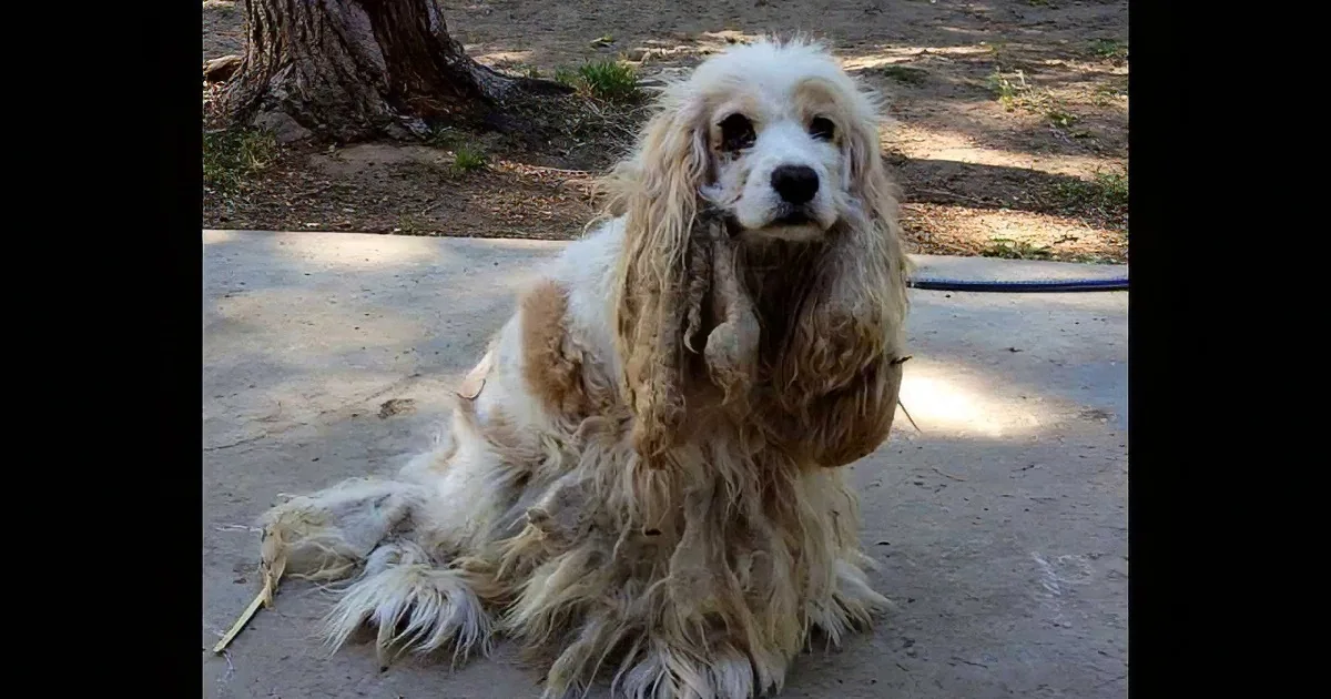 A fluffy, long-haired dog with light brown and white fur sits on a concrete surface near a tree.