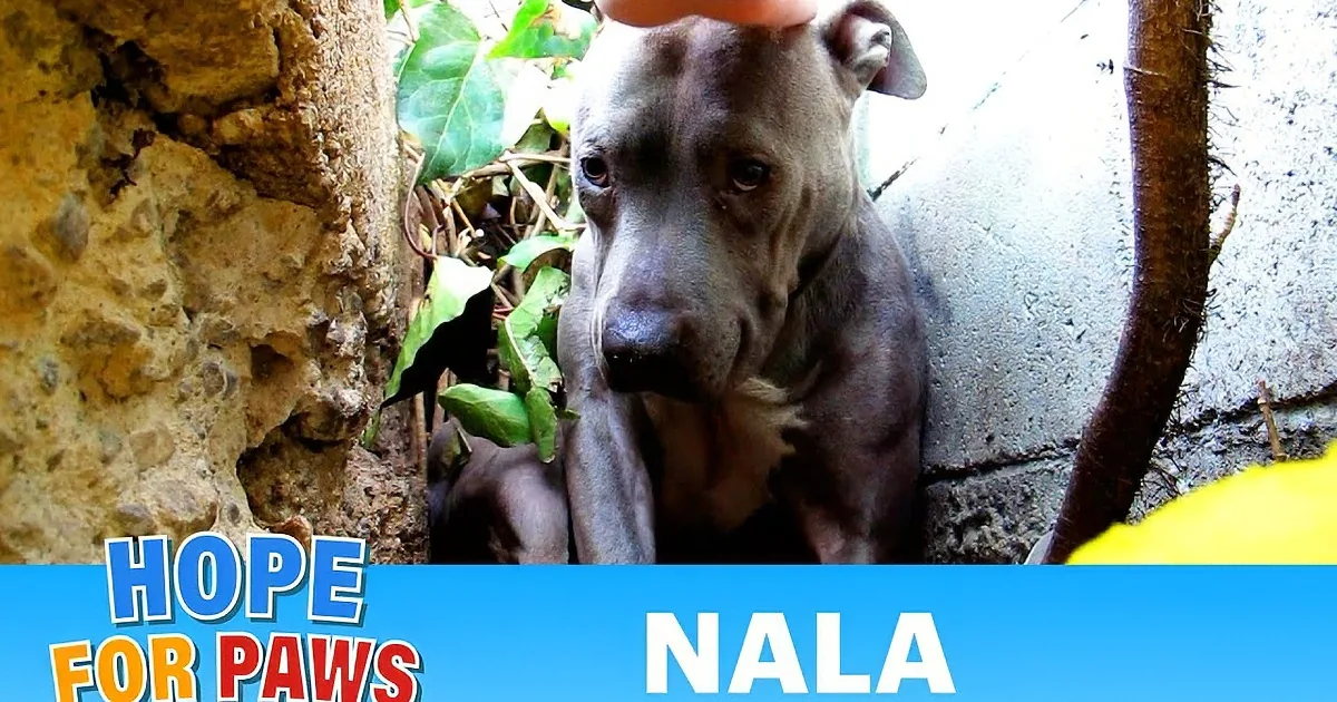 A person pets a gray Pit Bull with a green collar, surrounded by lush greenery and another person in the background.