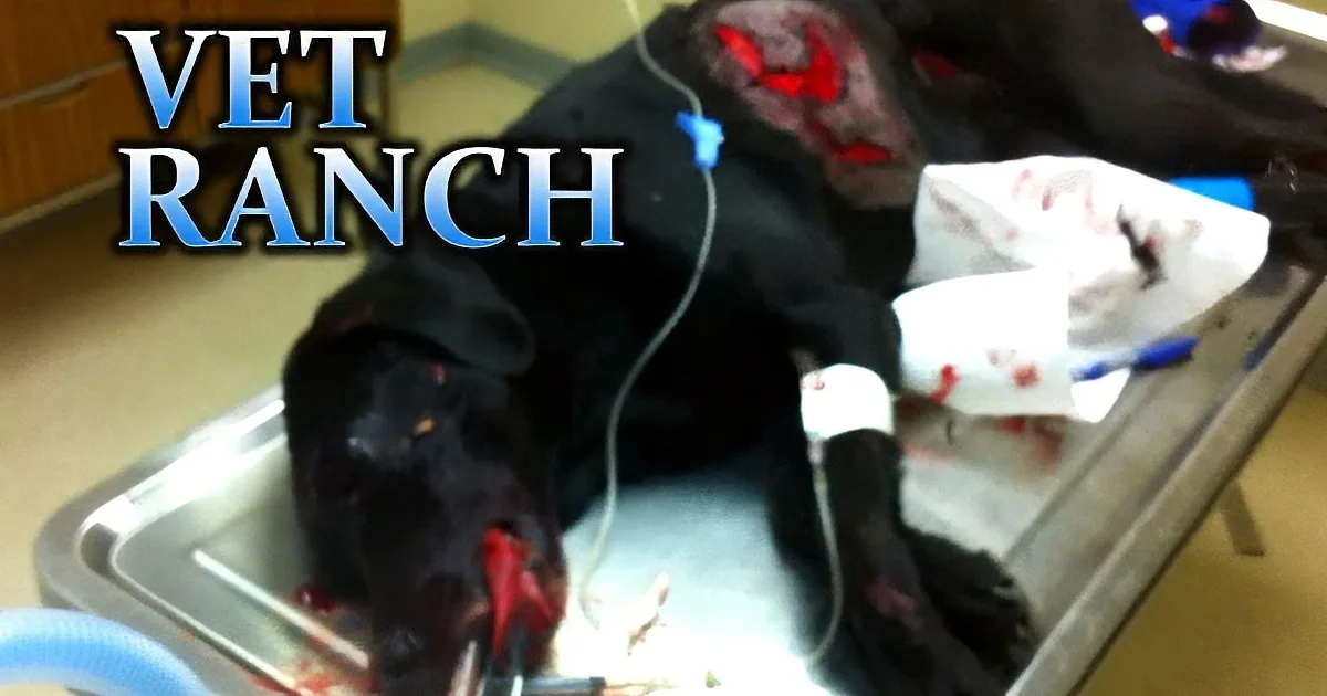 A black dog with red eyes and visible injuries lies on a veterinary examination table.