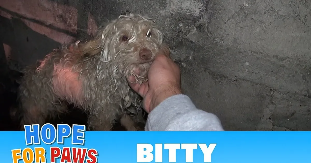 This Poor Dog Had Been Living in a Sewer Tunnel All His Life. When They Find Him? Beautiful!