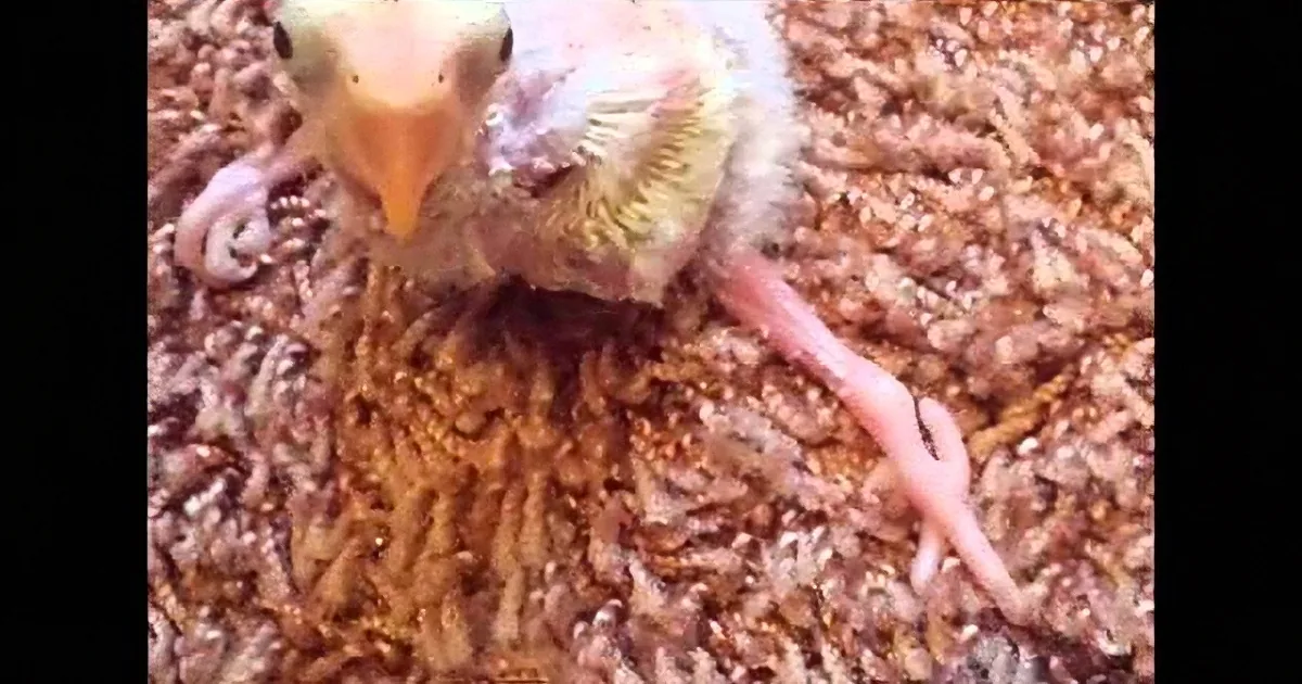 A baby bird with a yellow beak and pink legs stands on a bed of brown material.