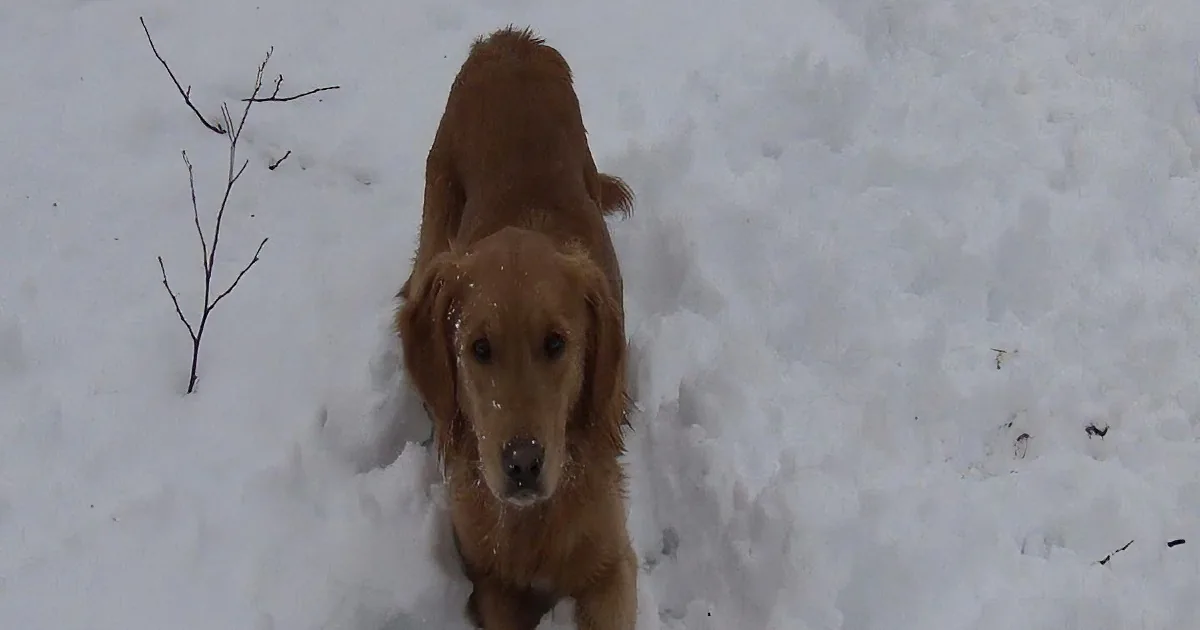 When the Ball Squeaks This Puppy Gets Confused. How He Goes Searching for It Is Unbelievable!