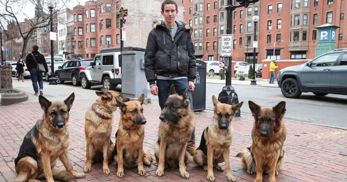 A man stands on a city sidewalk surrounded by multiple identical images of a German Shepherd.