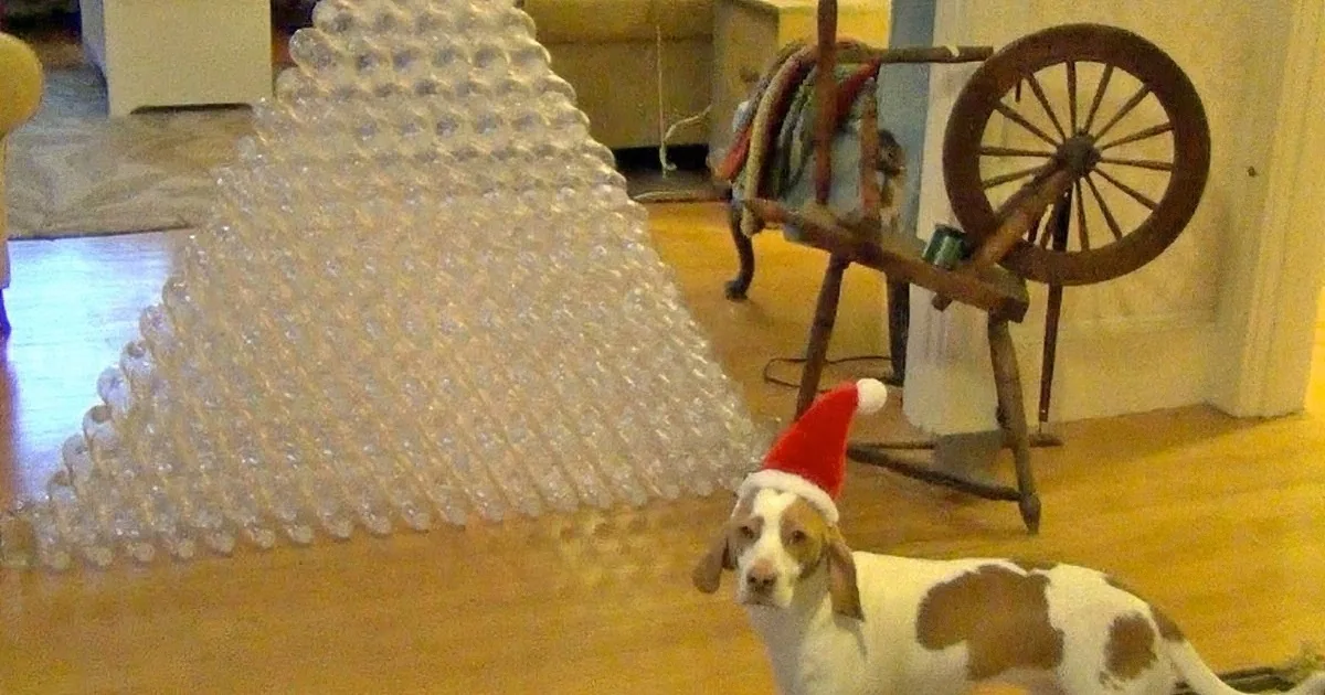 A dog wearing a Santa hat stands near a pyramid of plastic bottles in a living room.