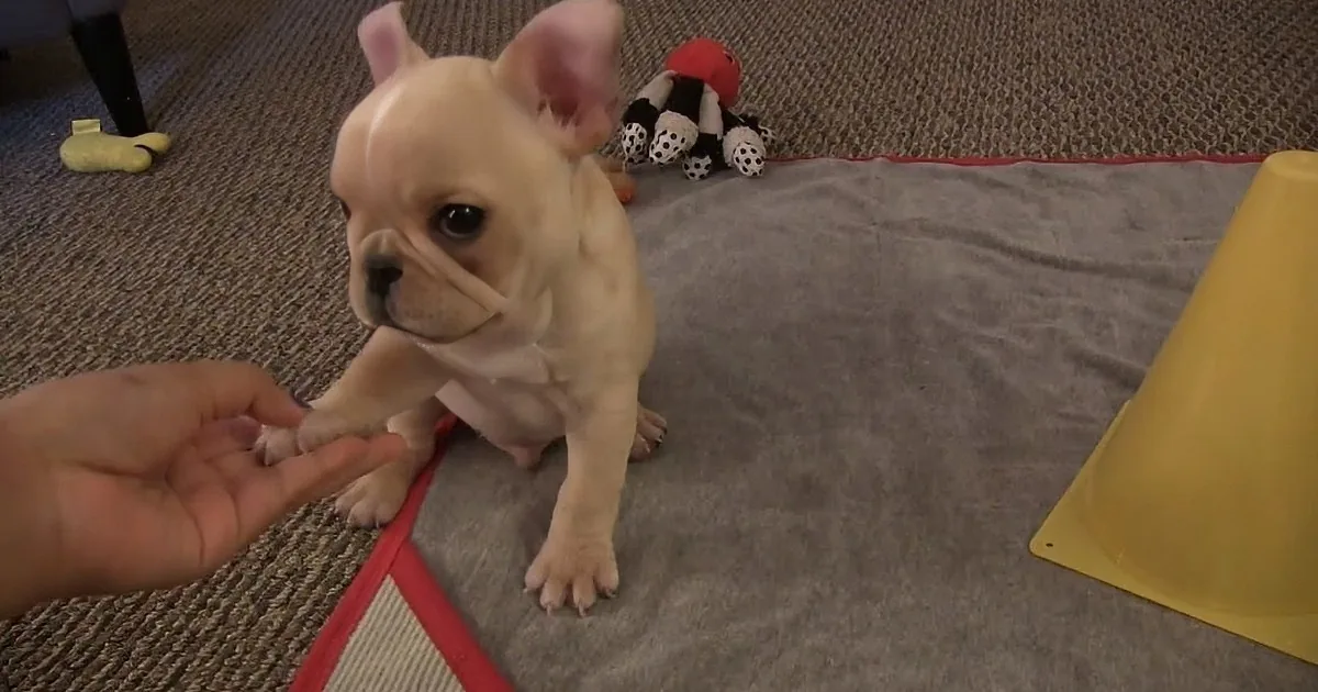 A French Bulldog puppy sits on a mat, facing a hand extended towards it, with a yellow cone and stuffed toy nearby.