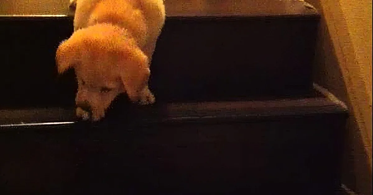 A yellow puppy is cautiously descending a dark staircase.