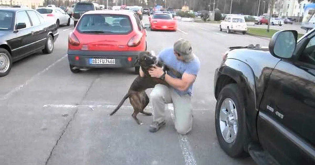 When This Boxer Sees His Soldier Dad Again After a Year? He''ll Make You Jump for Joy (And That''s an Understatement).