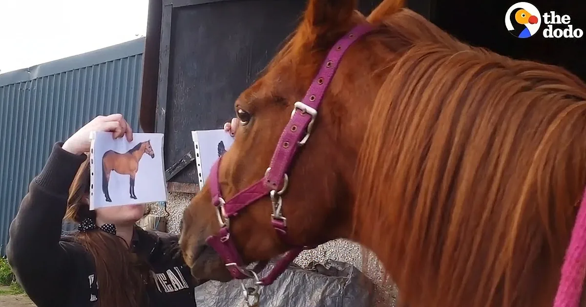 A horse with a pink halter is being fed by a person holding a picture of a horse.