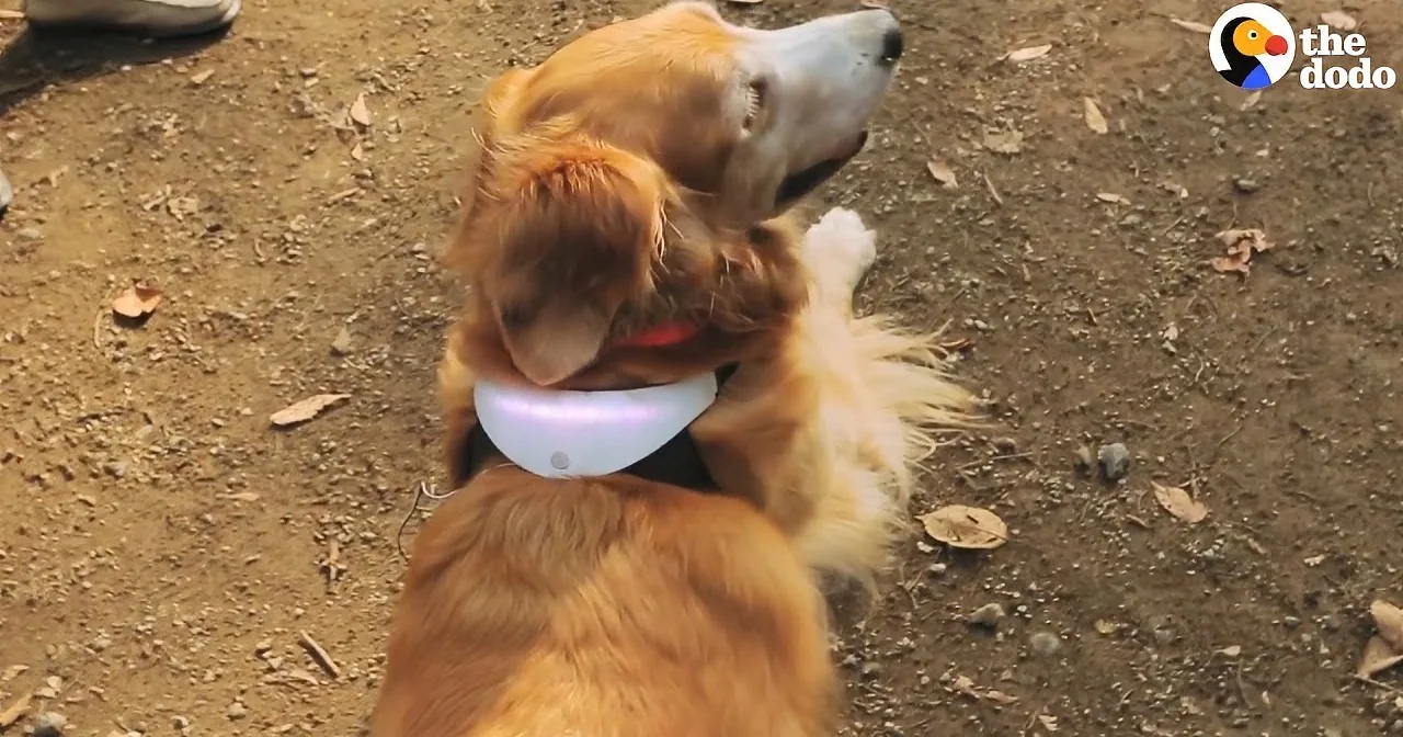 A golden retriever wearing a glowing collar looks up, standing on a dirt path with scattered leaves.