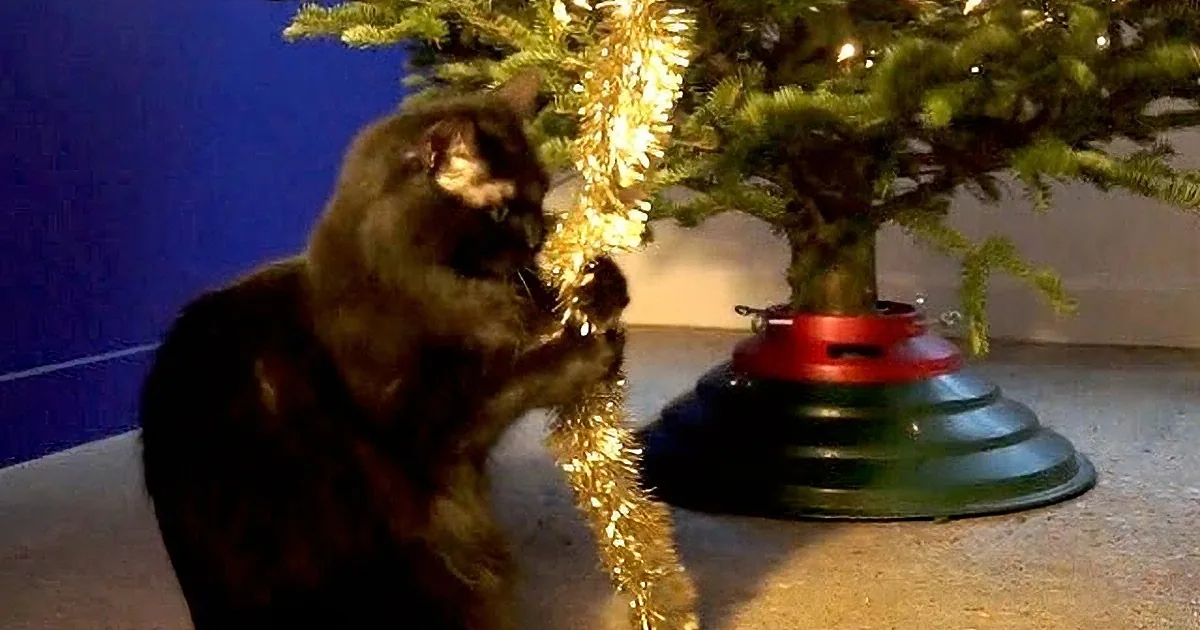 This Music Video Was a Smash Hit 3 Christmases Ago, It''s Just as Fun and Awesome Today!