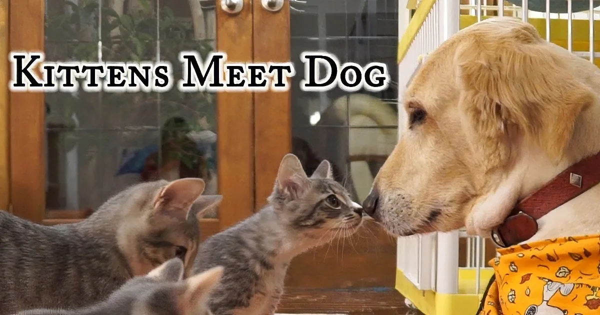 Brave Kitten Touches the Big Dog''s Nose, Wait Till You See What Happens Next!