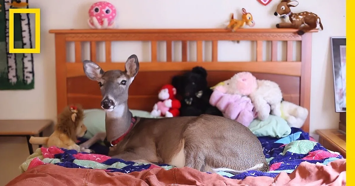 A deer is lying on a bed surrounded by stuffed animals and blankets.