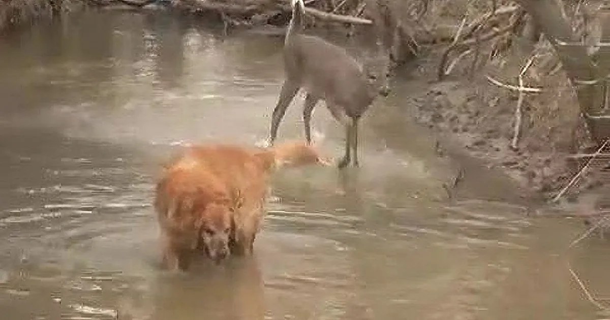 A golden retriever wades through shallow water near a deer standing on the riverbank.