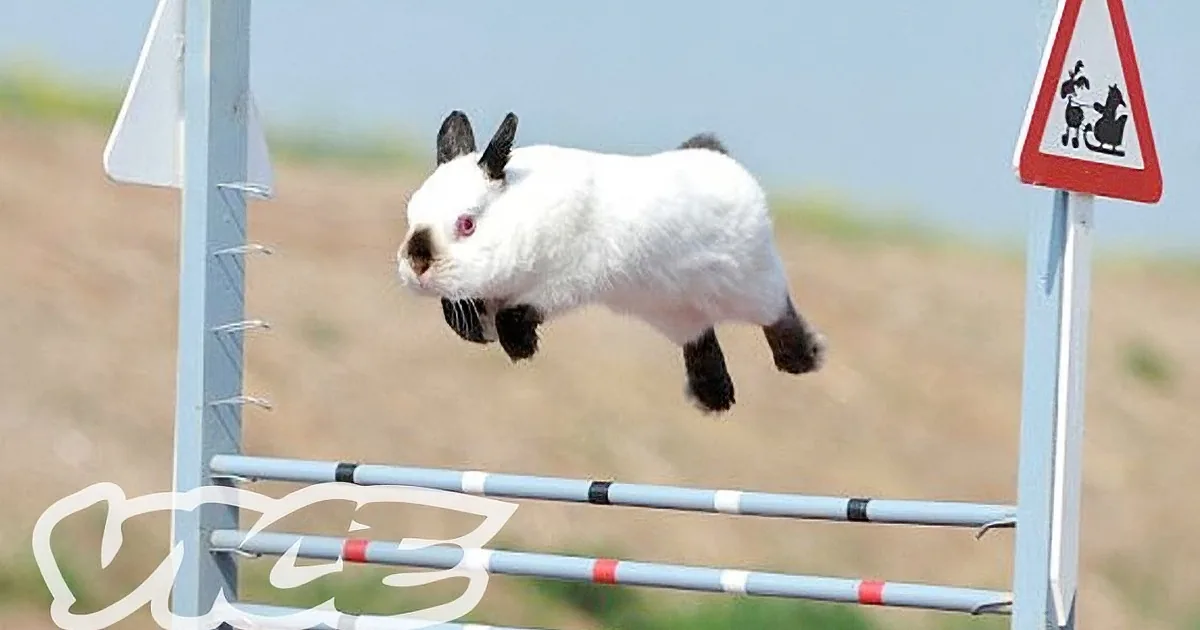Cute Bunny Had to Do This for a Trophy. You''ll Be Smiling Ear to Ear, Aww!