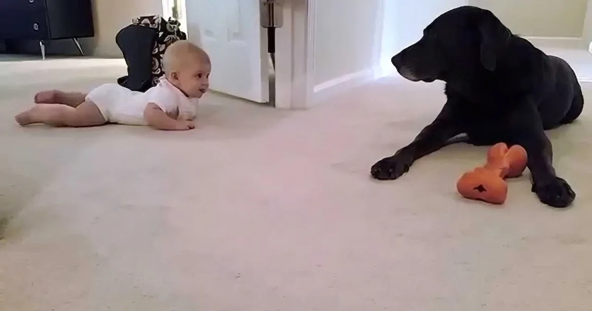 A baby in a white onesie lies on the floor facing a black dog with an orange toy, both on a light carpet.