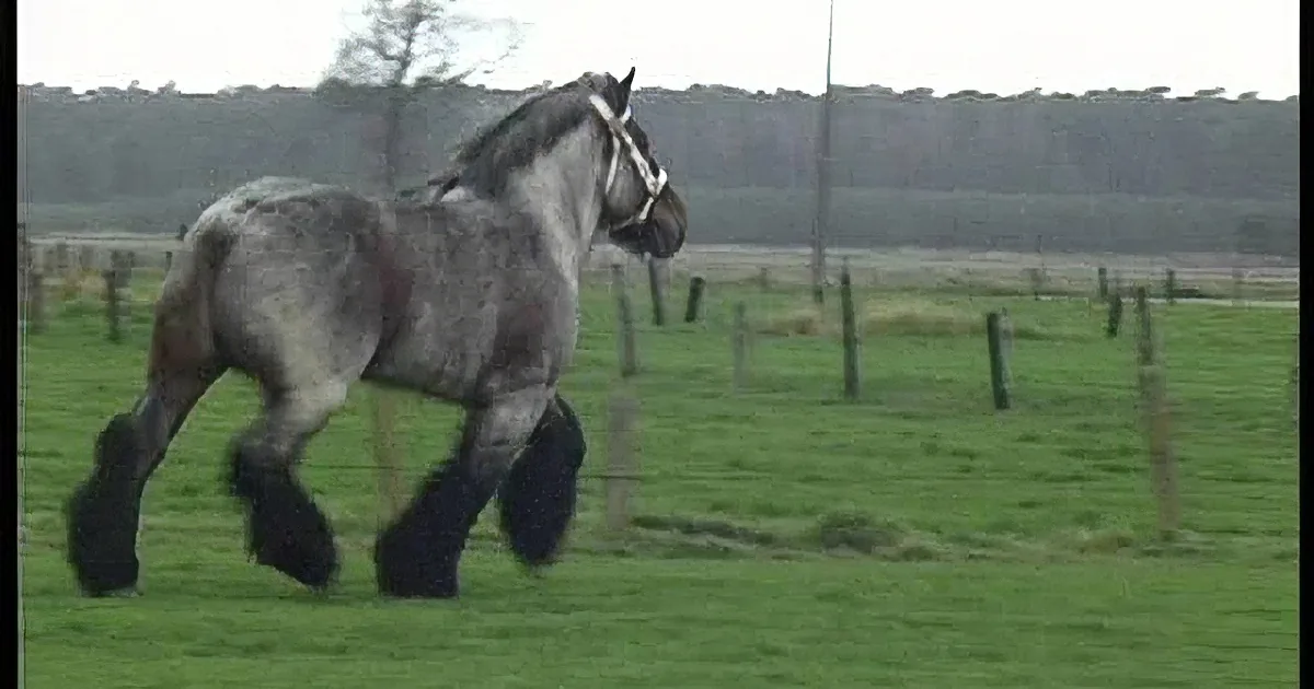 He Brought a Giant Horse Onto the Field, but When the Horse Begins to Run? Mind-Blowing!
