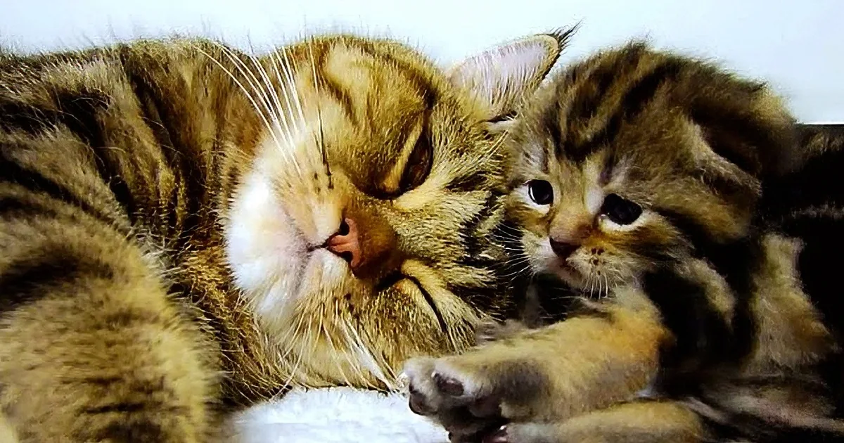 A cat with a relaxed expression is lying down, with its paw extended towards another cat in the background.
