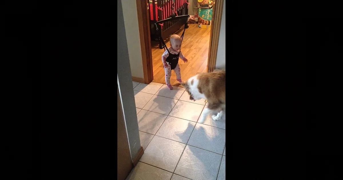 A baby in a carrier walks towards a cat on a tiled floor.