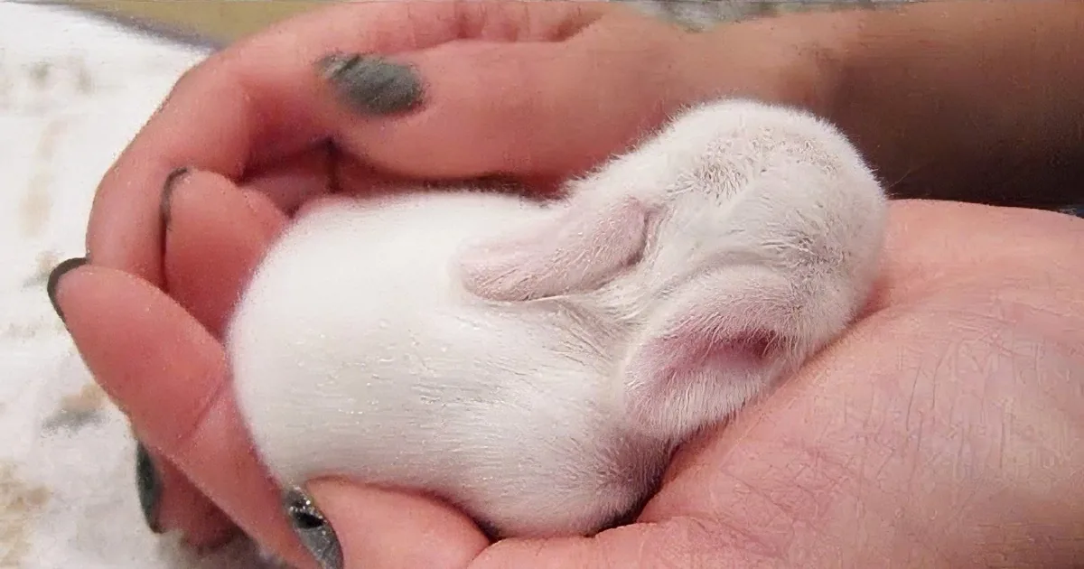 A tiny white baby rabbit rests peacefully in a person's hands.