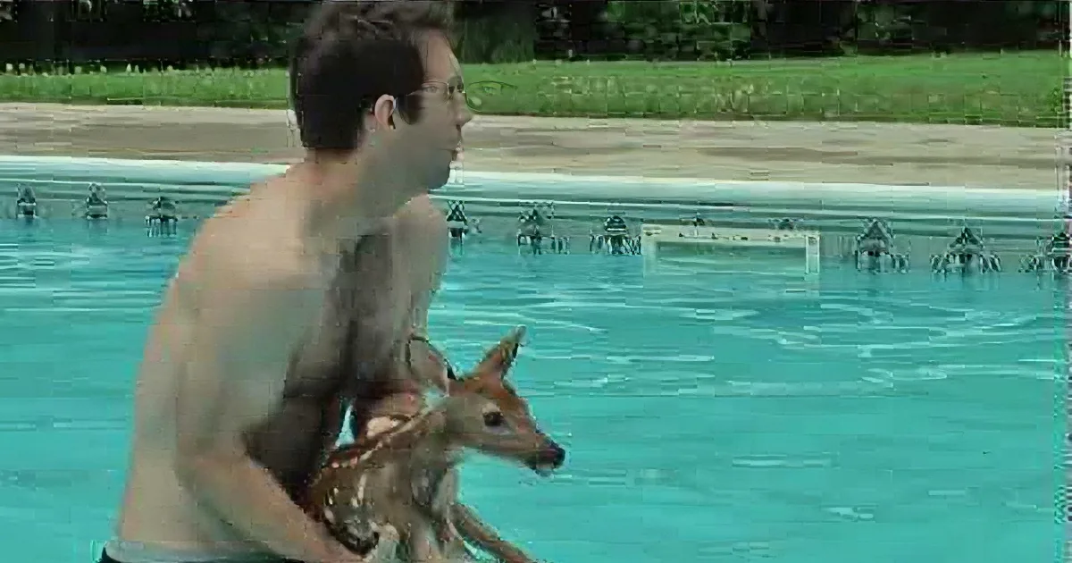A man holds a baby deer in a swimming pool, surrounded by greenery.