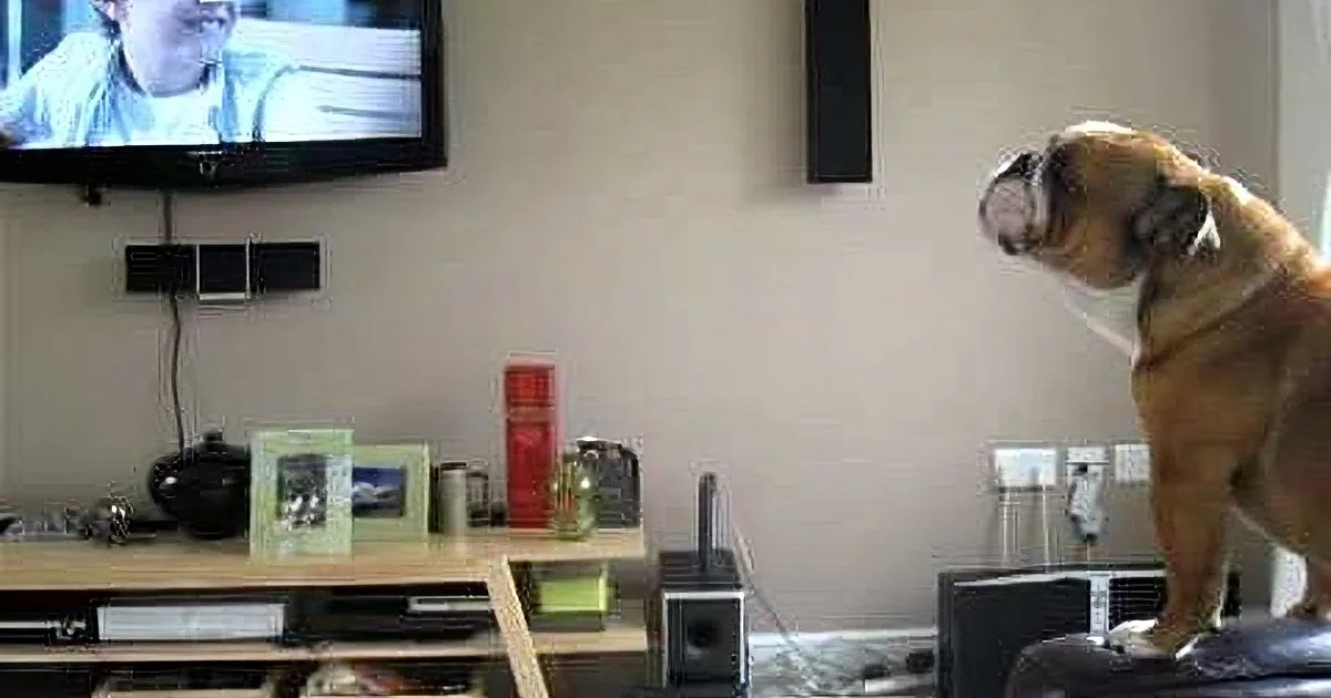 A bulldog is jumping up enthusiastically in front of a TV in a living room.