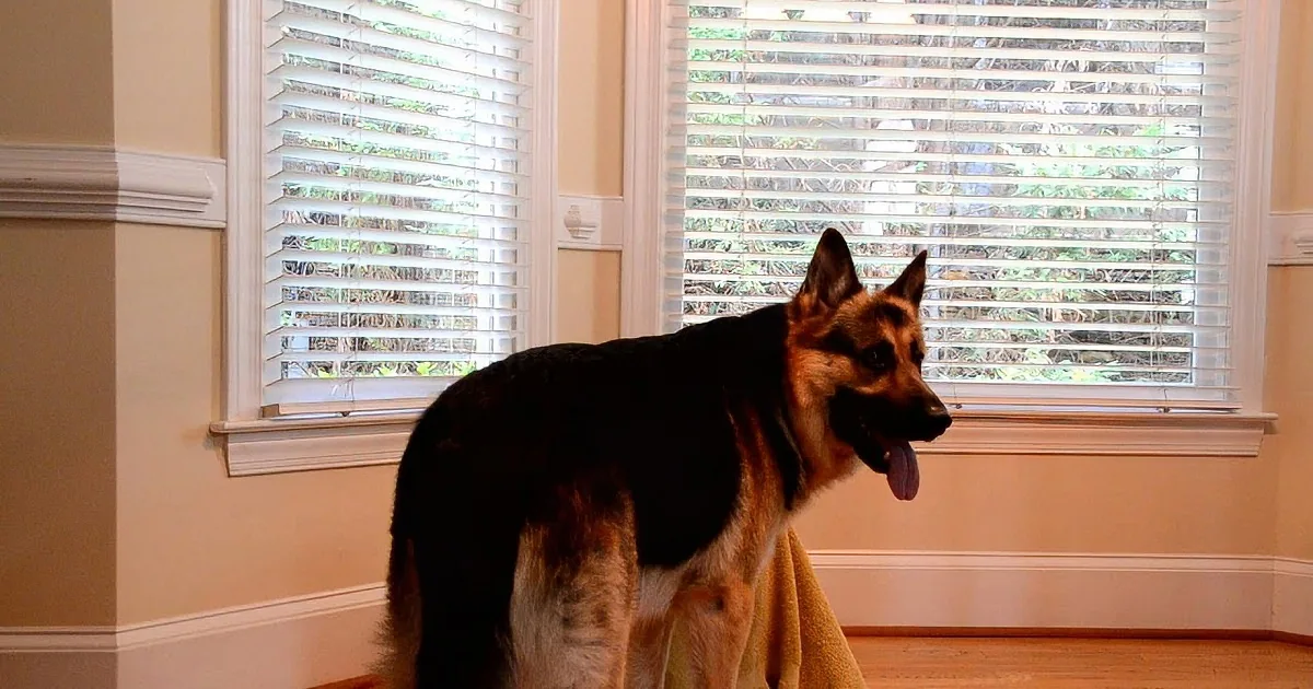 A German Shepherd stands on stairs, looking out a window with blinds, tongue out.