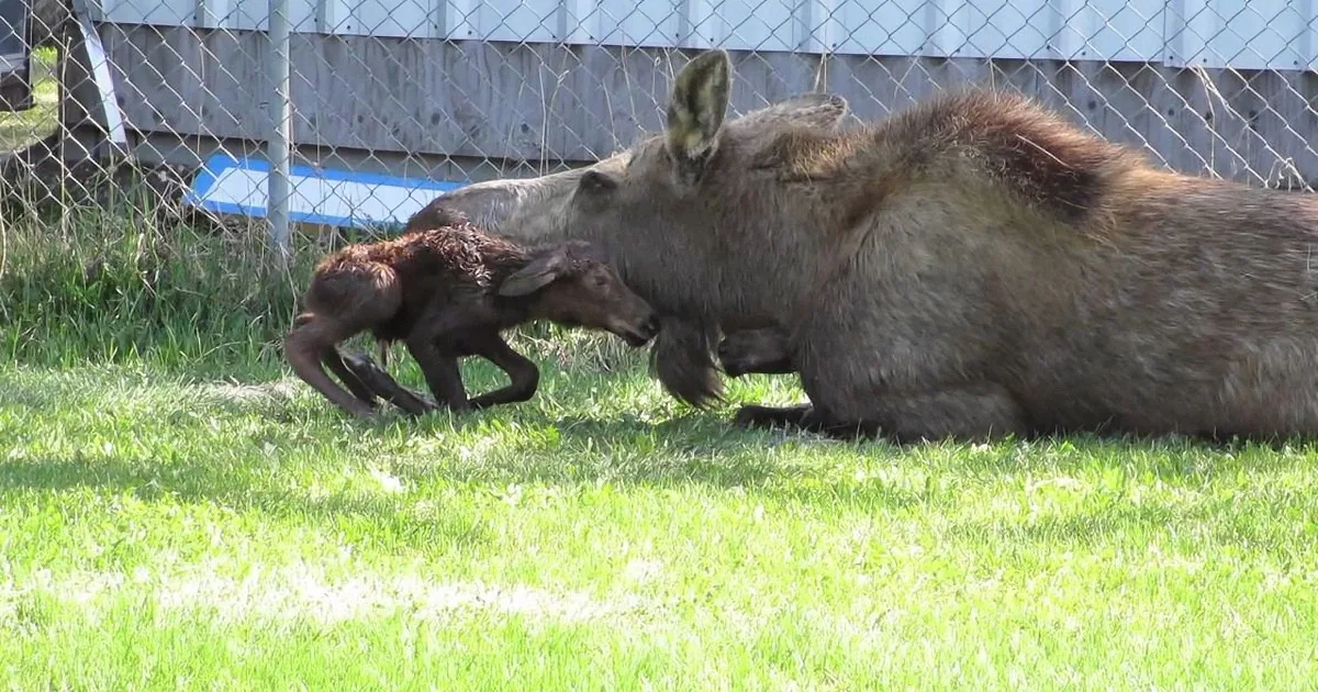 A moose calf runs playfully towards its mother lying on the grass.