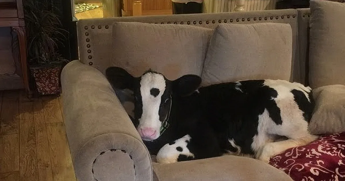 A black and white cow is lounging on a beige couch in a cozy living room setting.