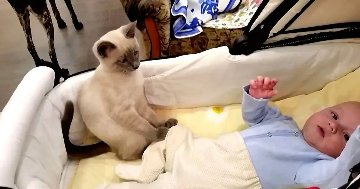When That Little Baby Starts to Get Fussy, This Cat''s Solution Will Just Blow You Away!