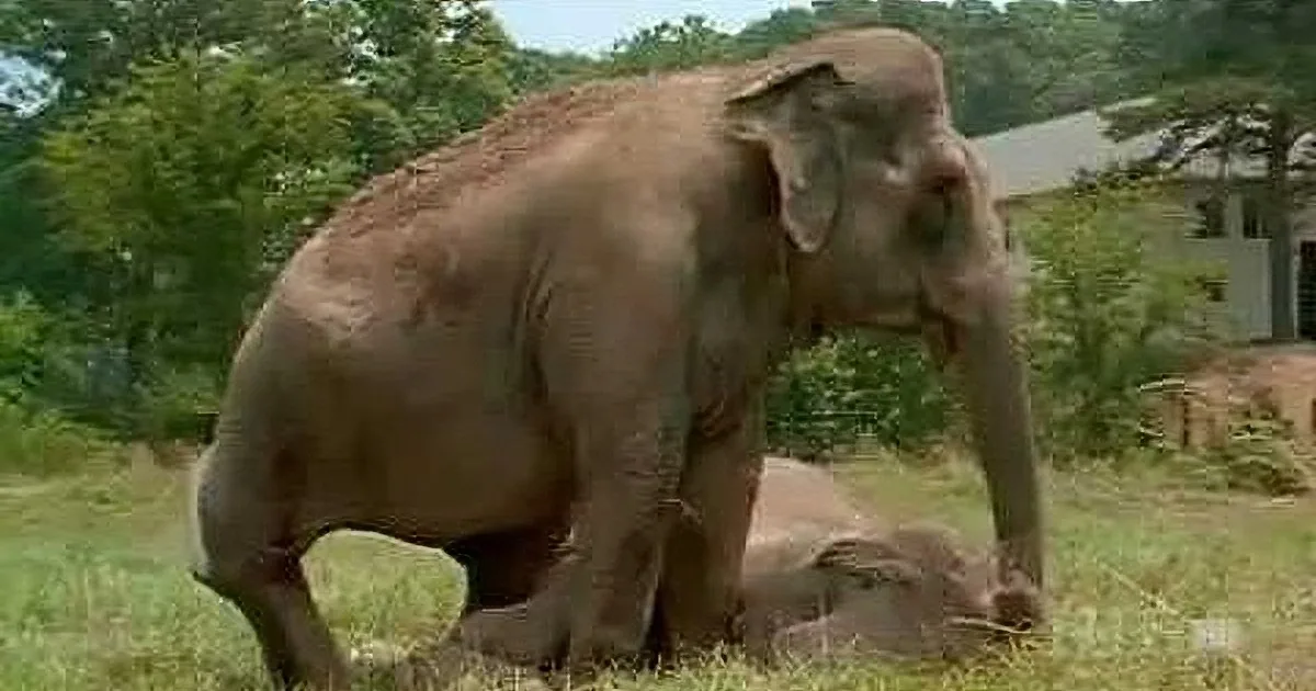 A large elephant stands in a grassy area with trees and a building in the background.