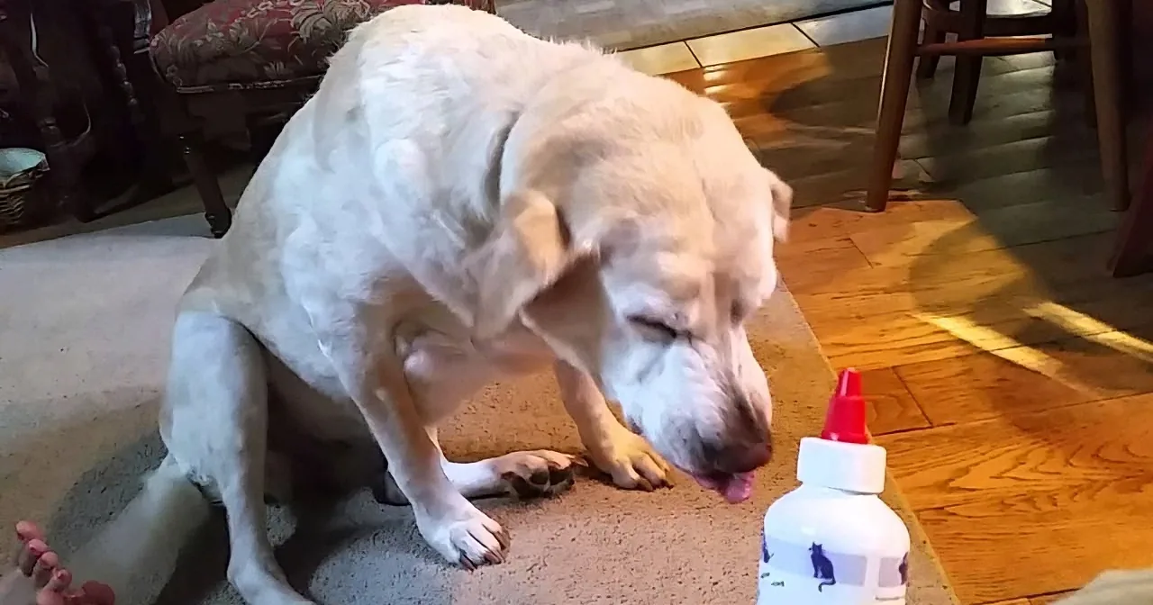 A white dog sniffs a bottle with a red cap on a wooden floor.