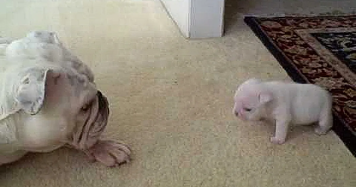 A bulldog lies on a carpet, facing a small white piglet, both appearing curious and calm.