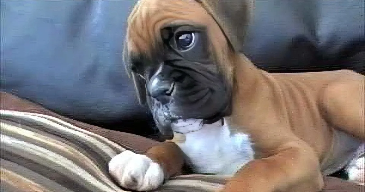 A curious Boxer puppy with a brown coat and white paws is lying on a striped blanket, looking up with a curious expression.