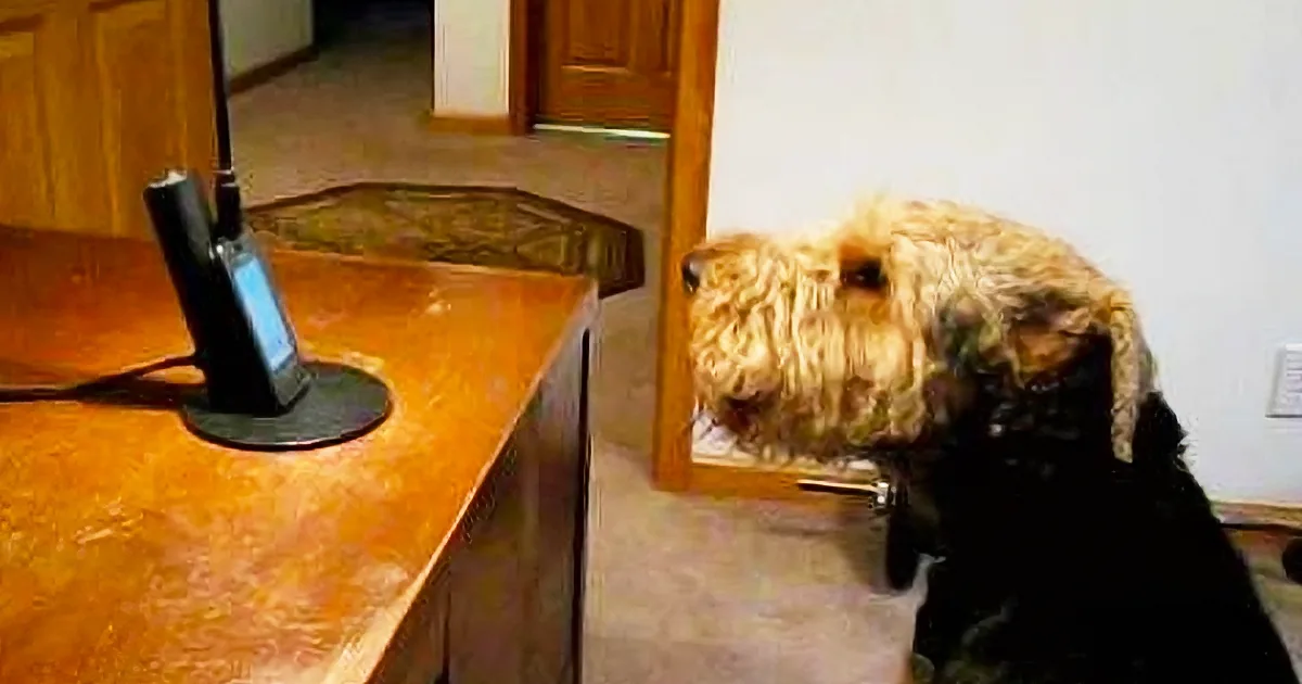 This Gorgeous Pooch Was Missing His Mom, so Dad Put Her on the Phone. the Dog''s Reaction Is Adorable!