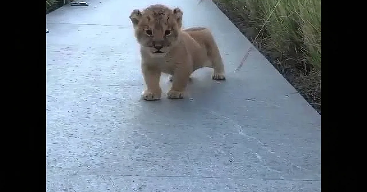 A lion cub stands on a paved path, looking forward with a curious expression.