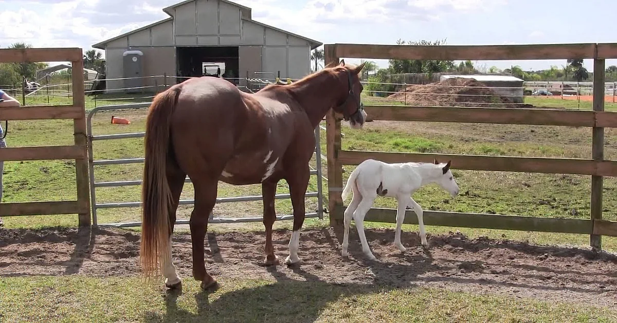 A brown horse and a white foal are standing in a fenced pasture near a barn.