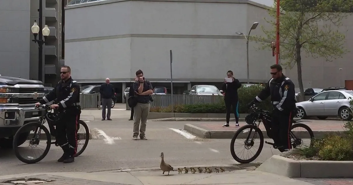 A duck leads her ducklings across a street as two police officers on bicycles watch.