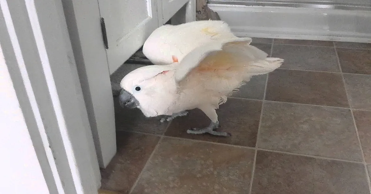 A white cockatoo with a black beak and red spot on its wing is perched on a tiled floor near a door.