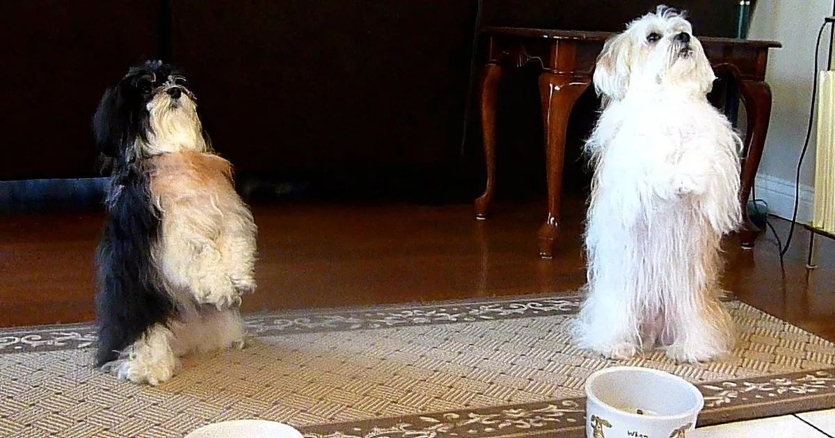 Two small dogs, one black and white, the other white, stand on a rug looking up, with bowls of food in front of them.