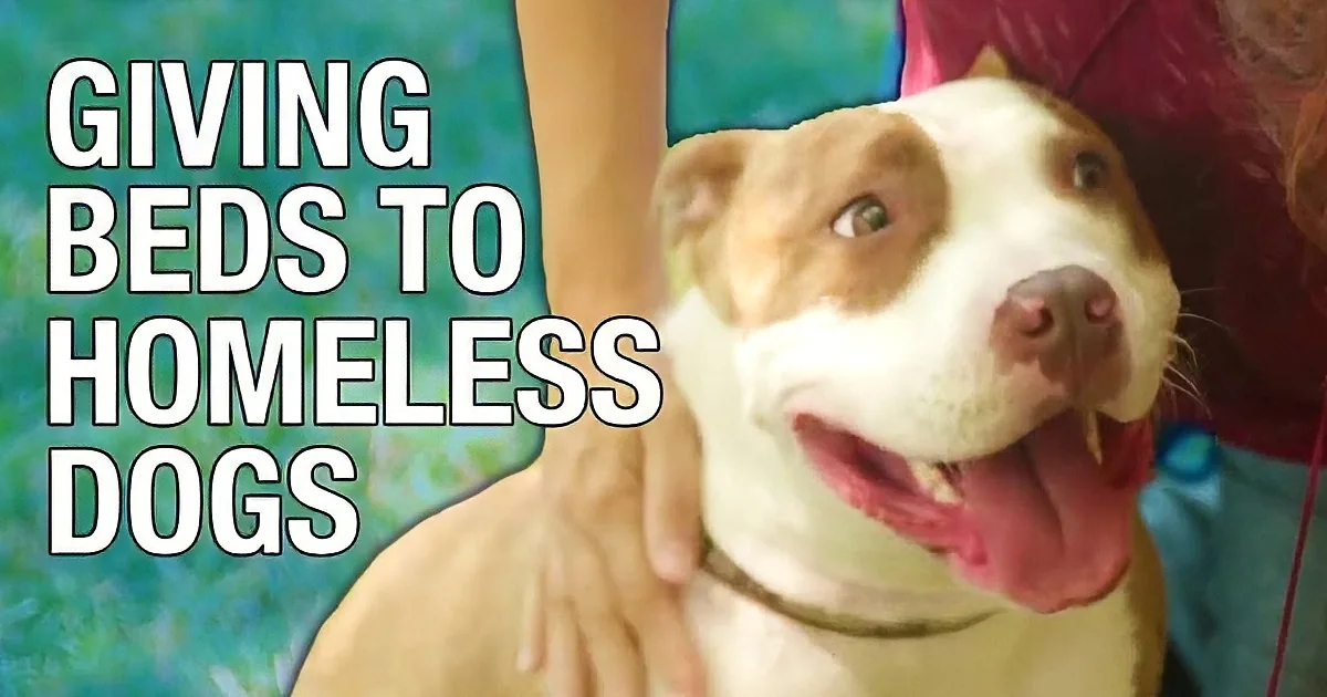 A happy dog with a person holding it, text reads "Giving Beds to Homeless Dogs."