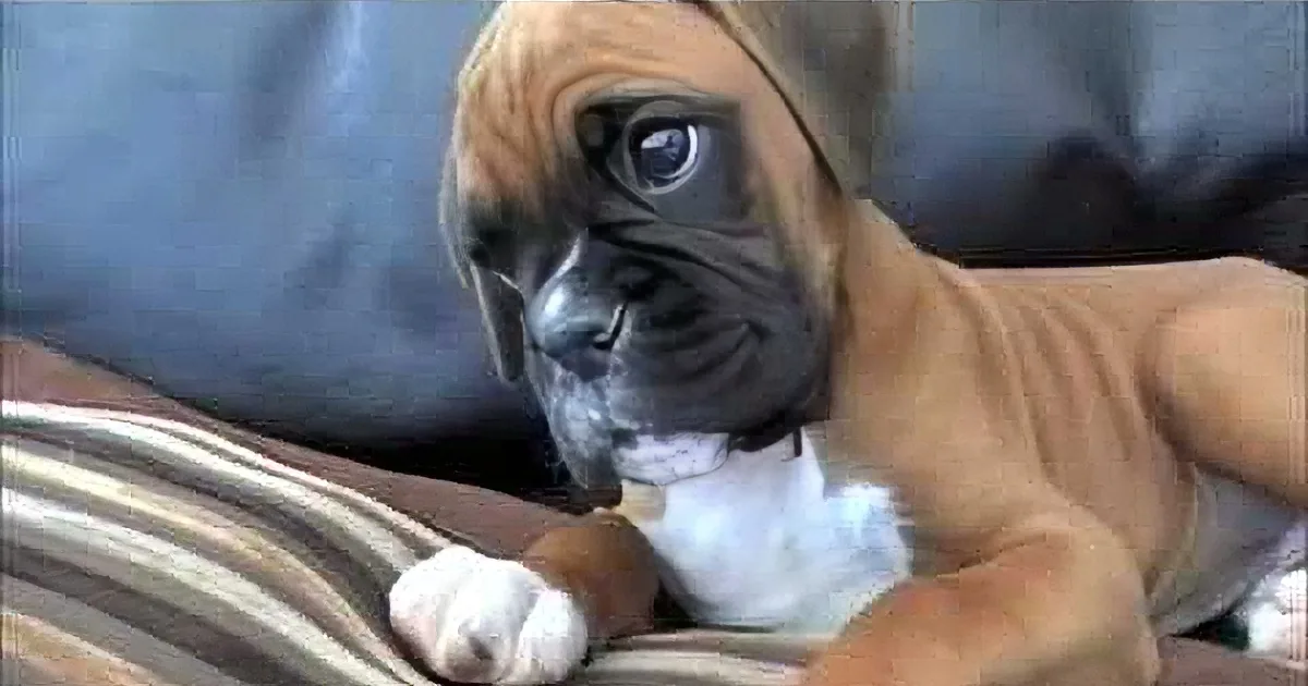 A curious Boxer puppy with a white paw and a striped blanket in the background.