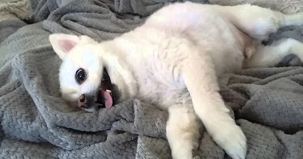 A fluffy white cat lies on a gray blanket, mouth open, tongue out, appearing relaxed and playful.
