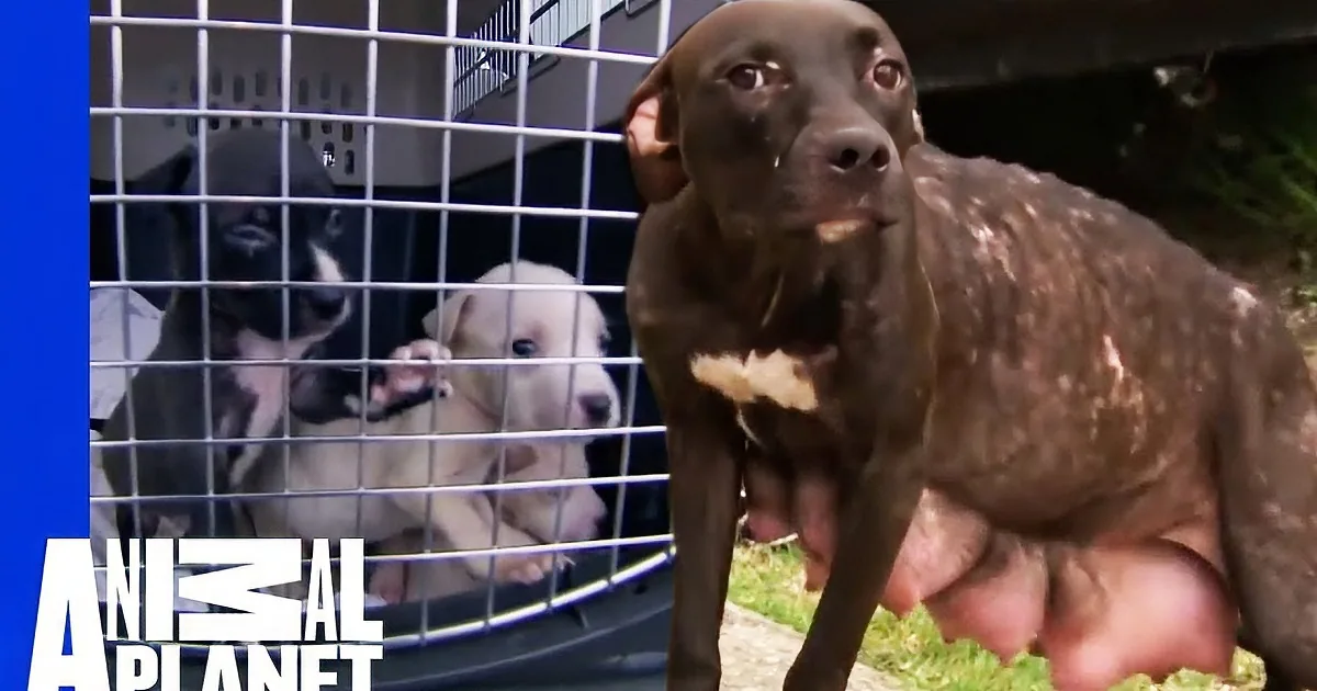 A brown dog stands outside a cage, while inside, a black and white dog and a white puppy look out.