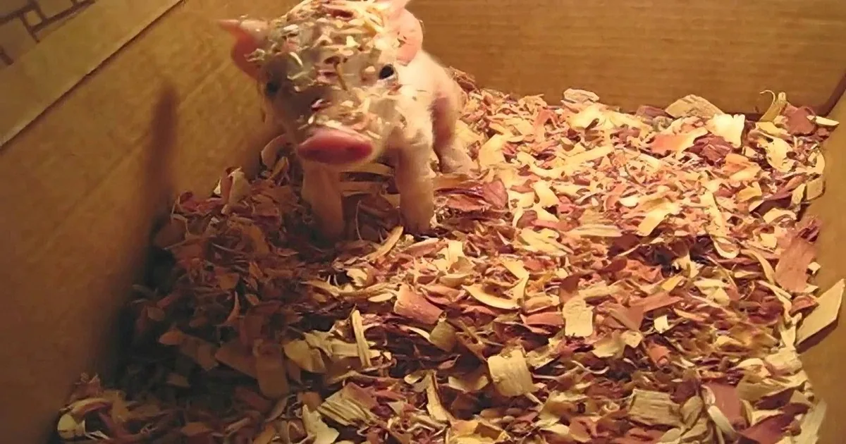 A hamster with a head full of wood shavings is inside a cardboard box filled with more shavings.
