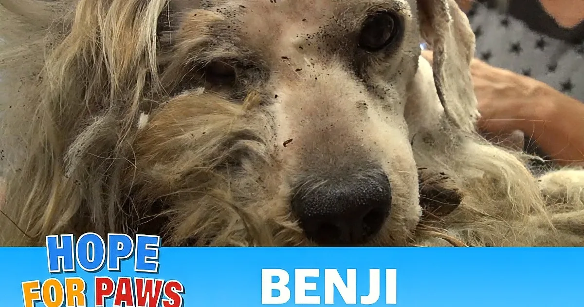 A close-up of a dirty, long-haired dog with a sad expression, showing signs of neglect.