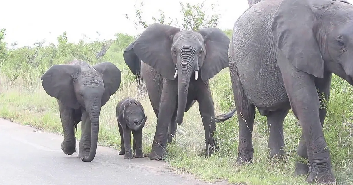 A herd of elephants, including a baby, is crossing a road in a grassy area with trees in the background.