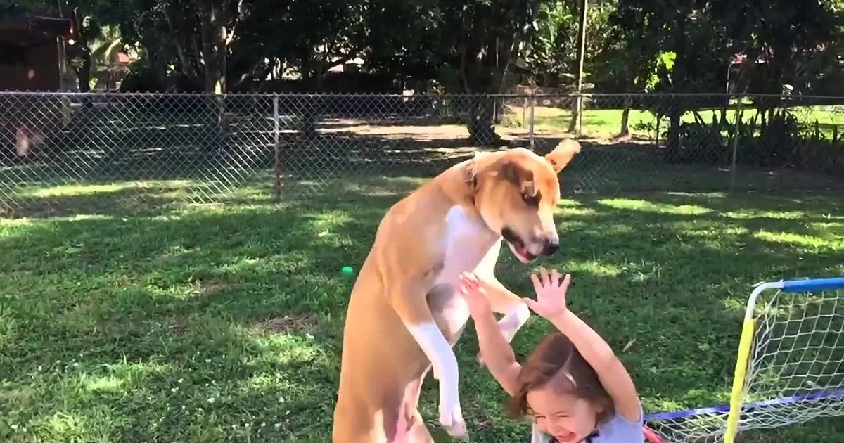 A dog playfully interacts with a child in a grassy yard, showcasing a moment of companionship.