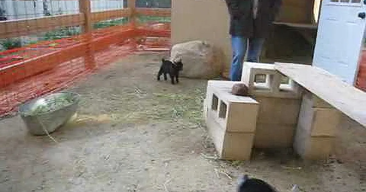A small black dog explores a fenced area with a person, hay, and wooden structures.