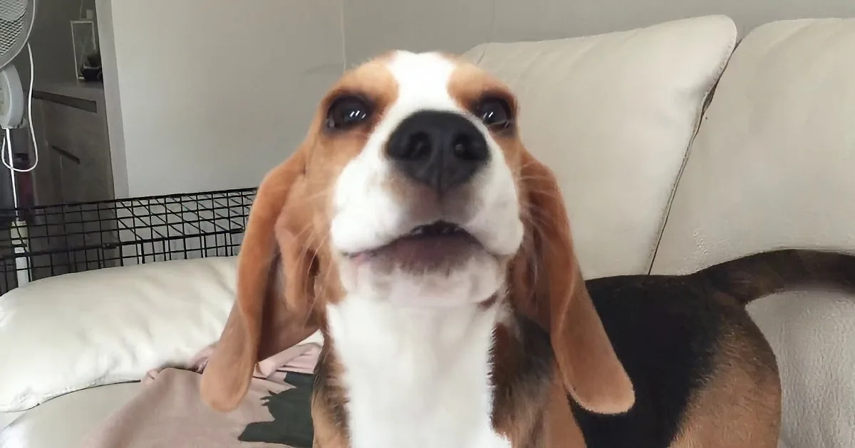A beagle dog with brown, white, and black fur sits on a white couch, looking up with its mouth slightly open.