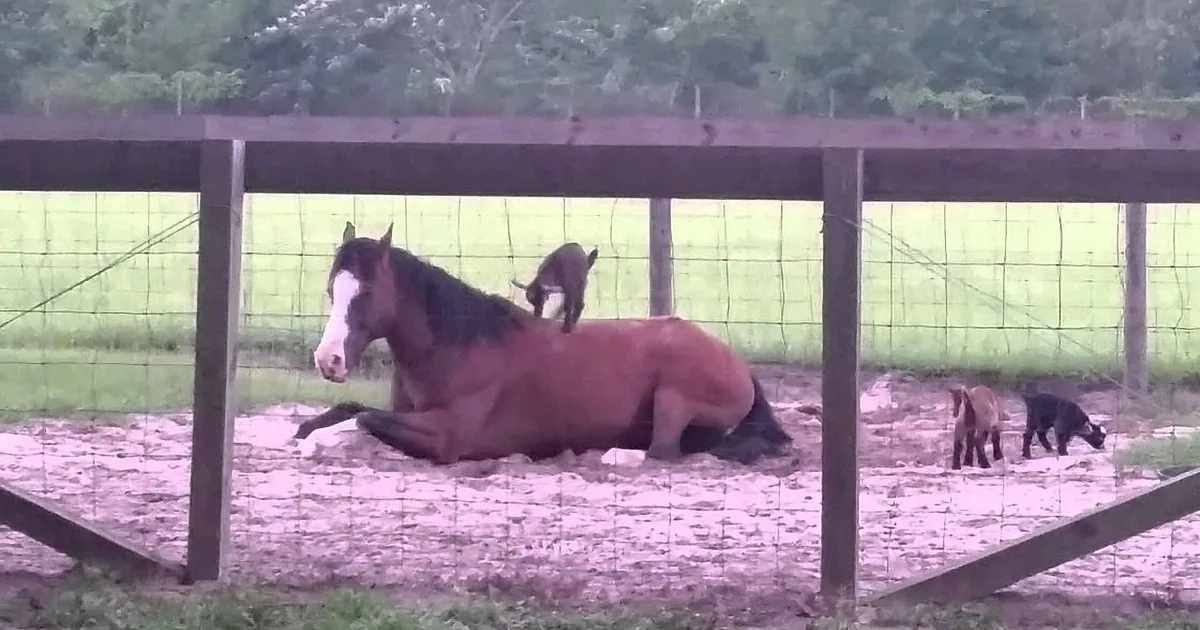 A horse lies on the ground in a fenced area, with two goats nearby, one climbing on its back.